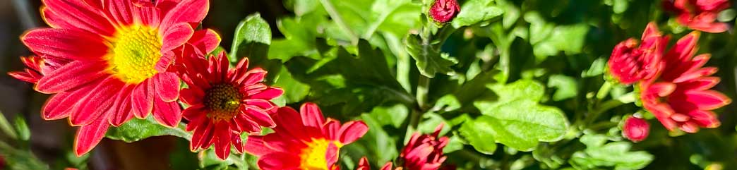 Blume-wenn-die-Seele-krank-macht